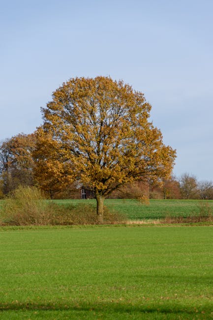 De boom