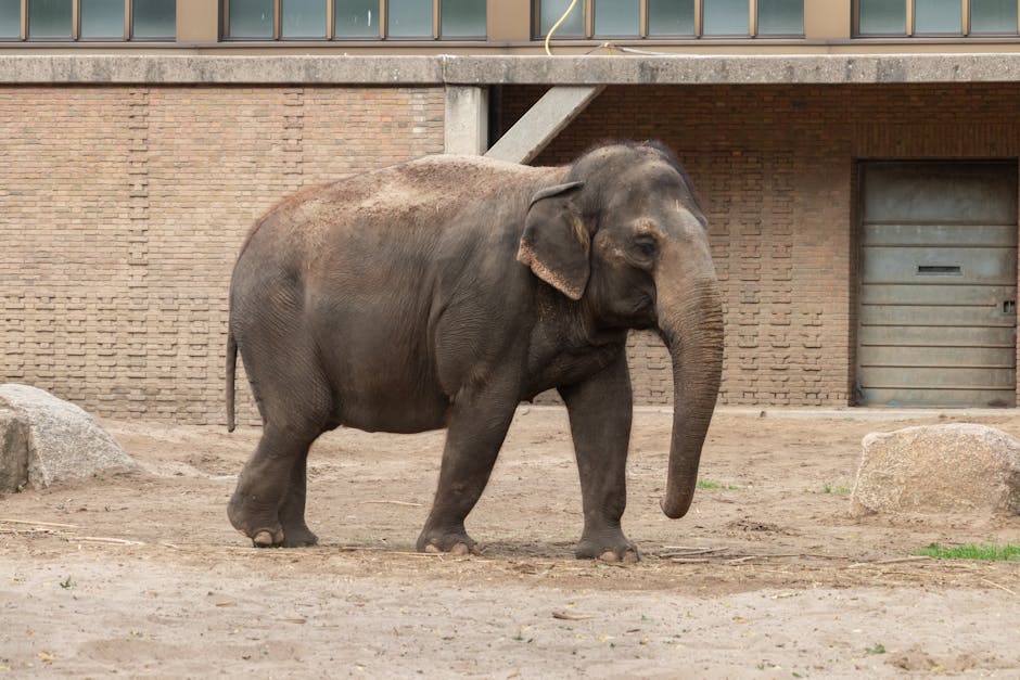 De olifant
